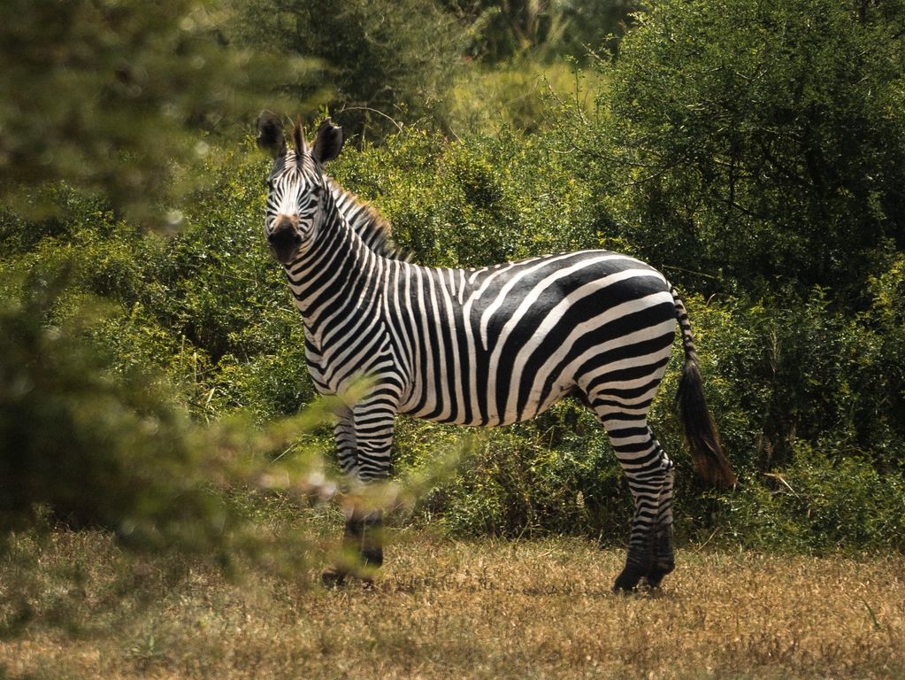 Zebra Serengeti Tanzania